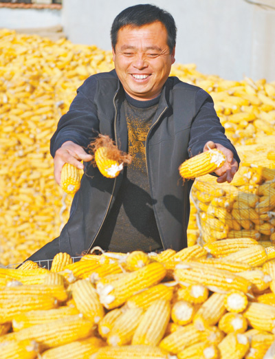 河北海興縣高灣鎮(zhèn)苗莊子村村民平鎖柱冬閑時節(jié)儲存玉米。 人民視覺