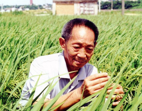 海水稻進(jìn)行測(cè)產(chǎn)
