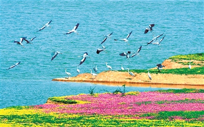 “洞庭清波”行動(dòng)開(kāi)展以后，湖南省沅江市南洞庭水域生態(tài)環(huán)境持續(xù)改善，天藍(lán)水清的湖泊成為鳥(niǎo)類天堂。李劍志 攝